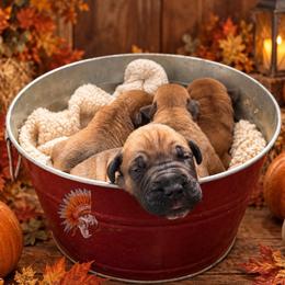 1st Pick - Fawn male Boerboel puppy in Pennsylvania from Cold River Boerboels