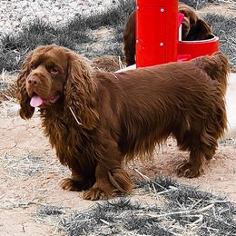 Sussex Spaniels from QTPi Kennels - Bubbling Brown Sussex Spaniels of Colorado