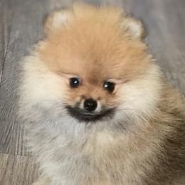 Pomeranians from Krrish