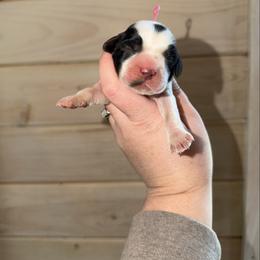 Rain - Black and white female English Springer Spaniel puppy in Cottageville, West Virginia from Mountain Top Springers