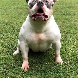 American Bully All Grown Up from Unleashed Bully Squad