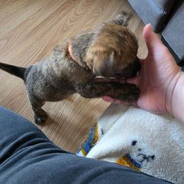 Mr Orange(White) - Red brindle male Cairn Terrier puppy in Savannah, Missouri from WoodSchott Cairn Terriers