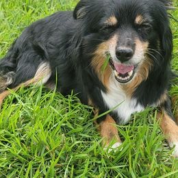 Katie - Miniature American Shepherd