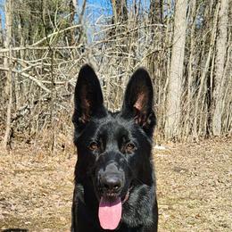 Alexandra - German Shepherd
