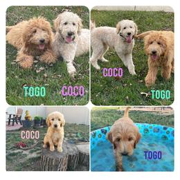 Goldendoodle Puppies from Lu Doodles