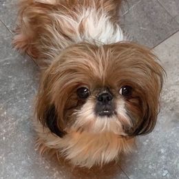 Presley - Shih Tzu