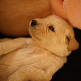 "Goldendoodle born 2/6/2020" Goldendoodle, Golden Retriever, and Sheepadoodle Puppies from Guppy Puppies