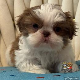 Parker - Liver and white male Shih Tzu puppy in Walkertown, North Carolina from Lil’ Bit’s Shih Tzu