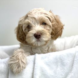 Australian Labradoodle Puppies from Grand Peaks Labradoodles