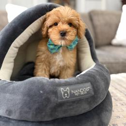 Dime - Red male Australian Labradoodle puppy in Calhoun, Louisiana from Arrowhead Australian Labradoodles
