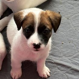 Female 3 - Brown and white female Jack Russell Terrier puppy in Williston, Florida from CP FARMS BORDER COLLIES N JACKS CORP