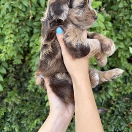 Bernedoodle and Whoodle Puppies from Gilbert Bernedoodles & Whoodles