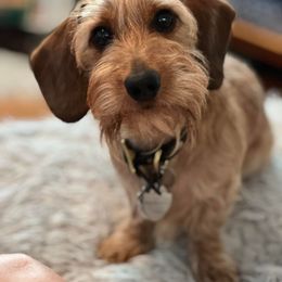 Dachshund All Grown Up from Koser’s Miniature Dachshunds
