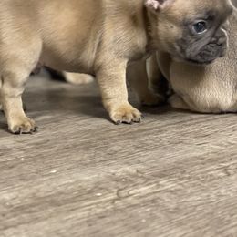 French Bulldog Puppies from Frnchi Faerie