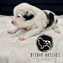 Miniature Australian Shepherd Puppies from Bishop Aussies