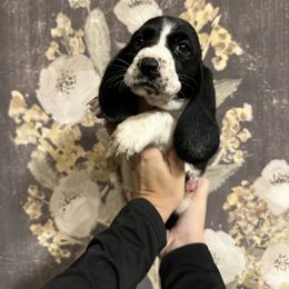 Elsa - Black and white female Basset Hound puppy in Jacksonville, Florida from Craven Bassets