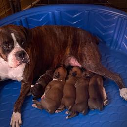 Boxers from Rogers Farm’s Beloved Boxers