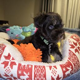 French Bulldog and Miniature Schnauzer Puppies from Olivia's Miniature Schnauzer's and French Bulldogs