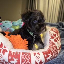 French Bulldog and Miniature Schnauzer Puppies from Olivia's Miniature Schnauzer's and French Bulldogs