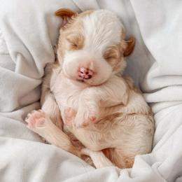 Austin - Parti male Goldendoodle puppy in Iola, Texas from Supreme Doodles of Texas
