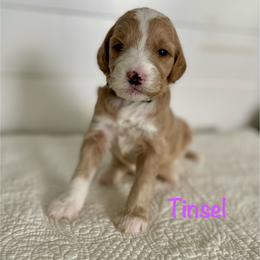 Tinsel - Cream female Goldendoodle puppy in Stanford, Kentucky from Holloway Goldendoodles