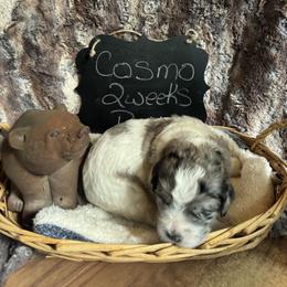 Cosmo - Merle male Saint Berdoodle puppy in Traverse City, Michigan from Bare Paws Saint Berdoodles