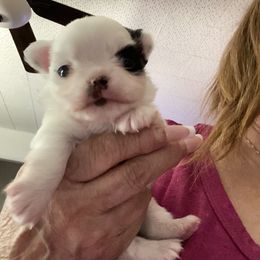Andrew - Black and white male Chihuahua puppy in Red Bluff, California from Aye Chihuahua