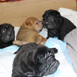 Chinese Shar-Pei Puppies from Princess Buttercup pups