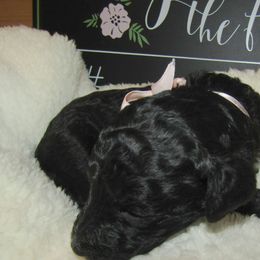 Goldendoodle and Poodle Puppies from David & Patricia Elliott