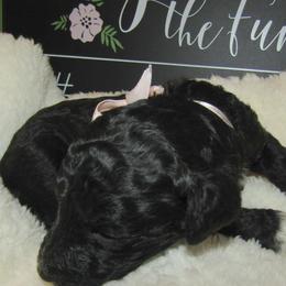 Goldendoodle and Poodle Puppies from David & Patricia Elliott