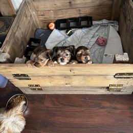 Yorkshire Terrier puppies from Lizzy's amazing trios