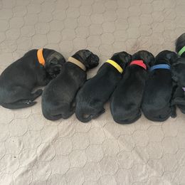 German Shepherd Puppies from Schrottplatz Landhai Kennel