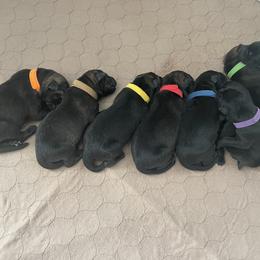 German Shepherd Puppies from Schrottplatz Landhai Kennel