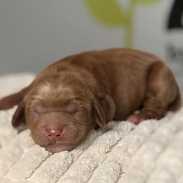 Brown - Red male Australian Labradoodle puppy in Citrus Heights, California from Elite Blend Labradoodles