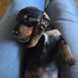 Roscoe - Black male Dachshund puppy in Oklahoma City, Oklahoma from Hamm Weenies  AKC (Dachshunds)