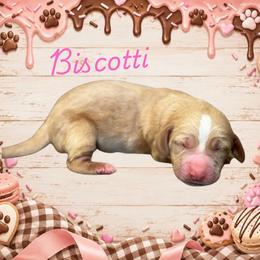 Biscotti - Red and white female Basset Hound puppy in Oronogo, Missouri from Dutton's Show Me Farms