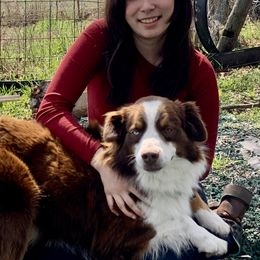 Miniature Australian Shepherds and Toy Australian Shepherds from StoneHaus Hollow