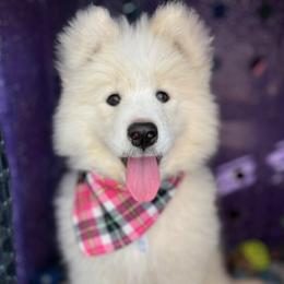 'American Spirit' (teal girl) - White female Samoyed puppy in Bearcreek, Montana from Morning Star Samoyeds