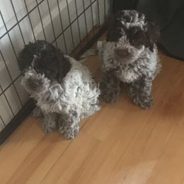 Girl 1 - Brown roan Lagotto Romagnolo puppy in Lynden, Washington from Northwest Lagotto