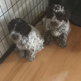 Girl 1 - Brown roan Lagotto Romagnolo puppy in Lynden, Washington from Northwest Lagotto