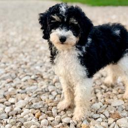 Remi - Phantom female Poodle puppy in Liberty, Texas from Poodles and Doodles Most Excellent Adventures