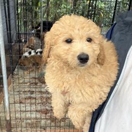 Katy - Cream female Goldendoodle puppy in Willits, California from Big Island Goldendoodles