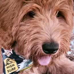 Louie - Red  male Goldendoodle puppy in The Woodlands, Texas from Hula & Oliver Co.