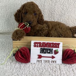 Creek - Red male Irish Doodle puppy in Galloway, Florida from Heavenly Poodles