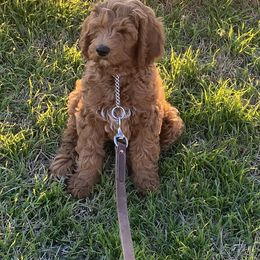 Bernedoodle and Goldendoodle Puppies from Heartfelt GoldenDoodles