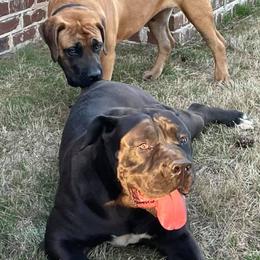 Boerboels from River Region Boerboels