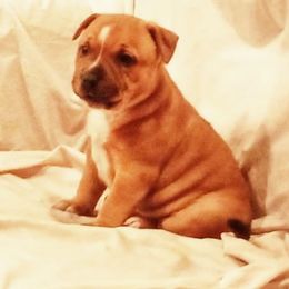 Staffordshire Bull Terrier Puppies from Blood Rock Staffords