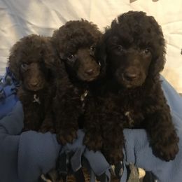Goldendoodles and Poodles from Posh Poodles and Doodles