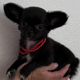 Xsmall Sapphire 5900 - Black and white female Chihuahua puppy in Burleson, Texas from Tiny Diiamond Chihuahua