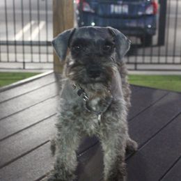 Hestia - Miniature Schnauzer